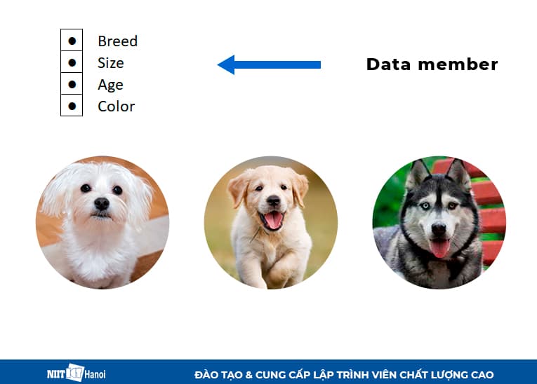 Các đặc điểm khác biệt của giống chó - Data member trong Java
