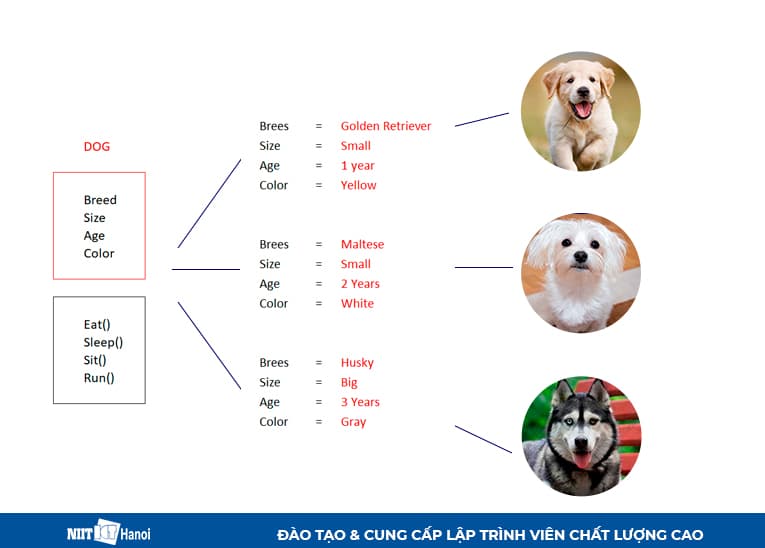 Gán các đặc điểm cho data member để tạo ra các giống chó khác nhau